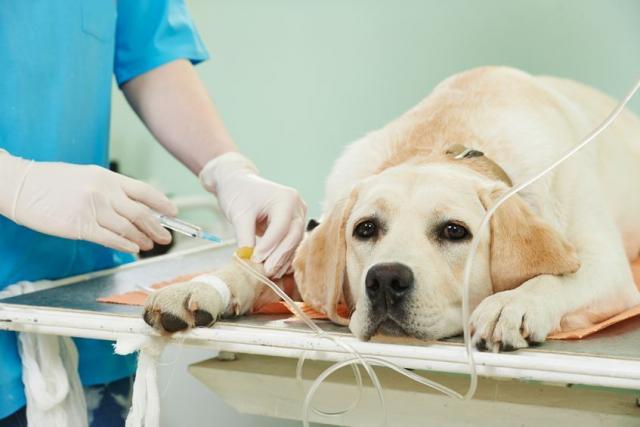 Anestesia nel cane e nel gatto: cosa fare prima e dopo?