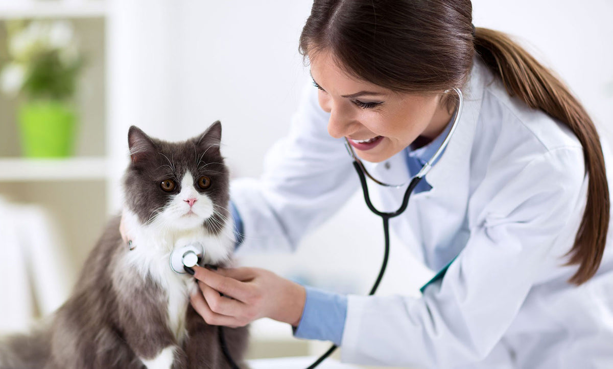 Prima visita dal Veterinario. Quando farla.