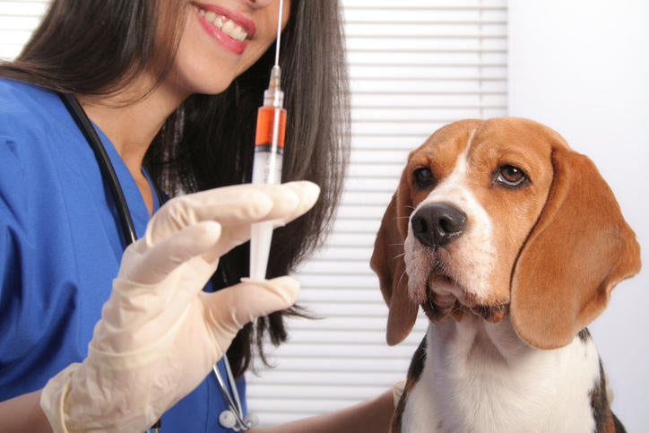 Vaccinazione nel cane: per quali malattie è consigliata?