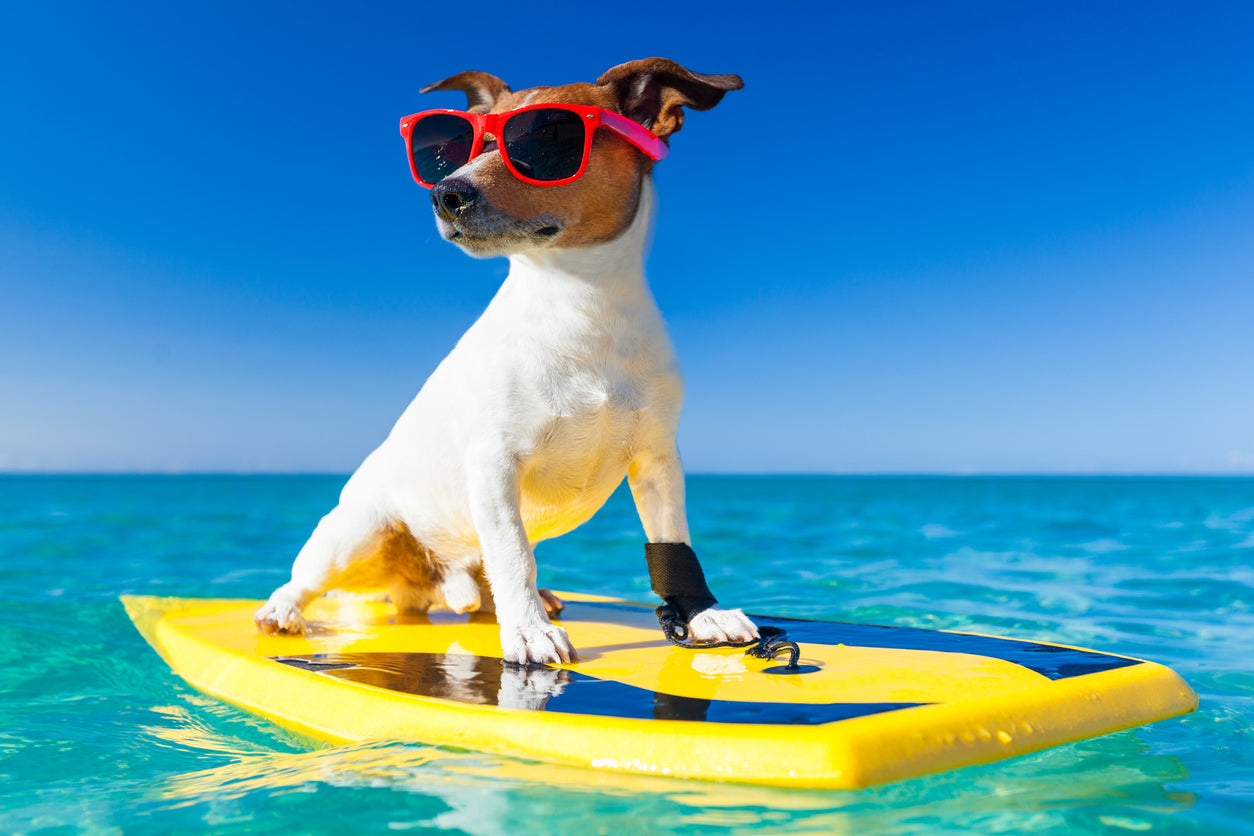 Microchip nel cane per una vacanza serena