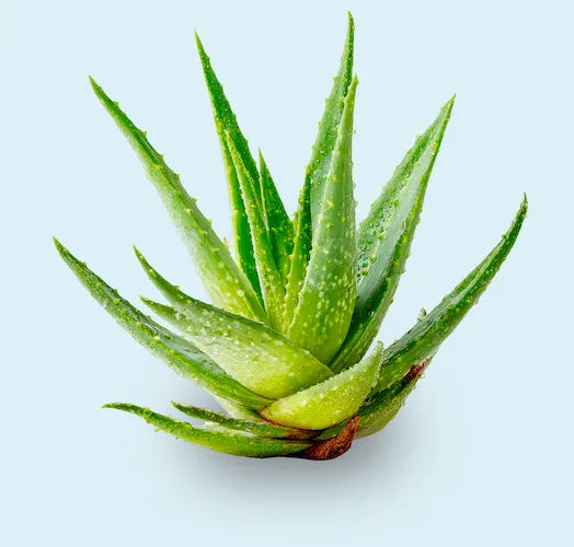 Aloe vera