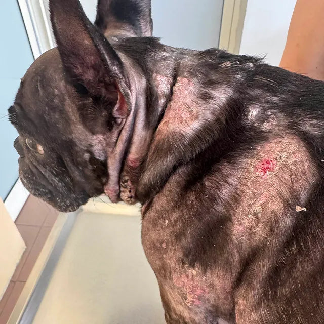 dermatite cane e gatto sintomi e irritazioni della pelle negli animali domestici