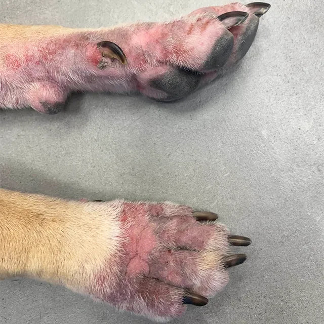 malassezia cane e gatto infezione cutanea da lieviti con prurito e cattivo odore