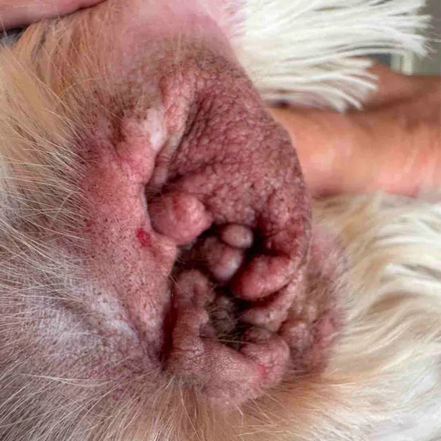 otite cane e gatto orecchie irritate con prurito e secrezioni