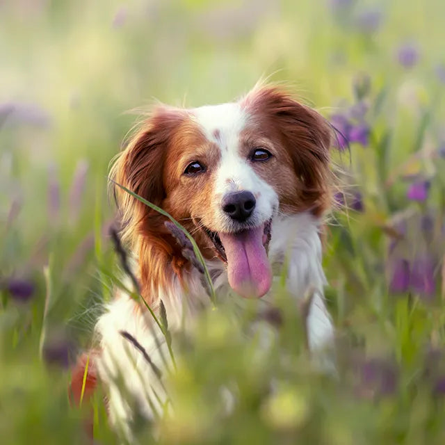 igiene quotidiana del cane e gatto per prevenire dermatite e infezioni cutanee