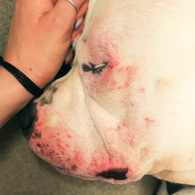 prurito e rossore della pelle nel cane e gatto con irritazioni cutanee
