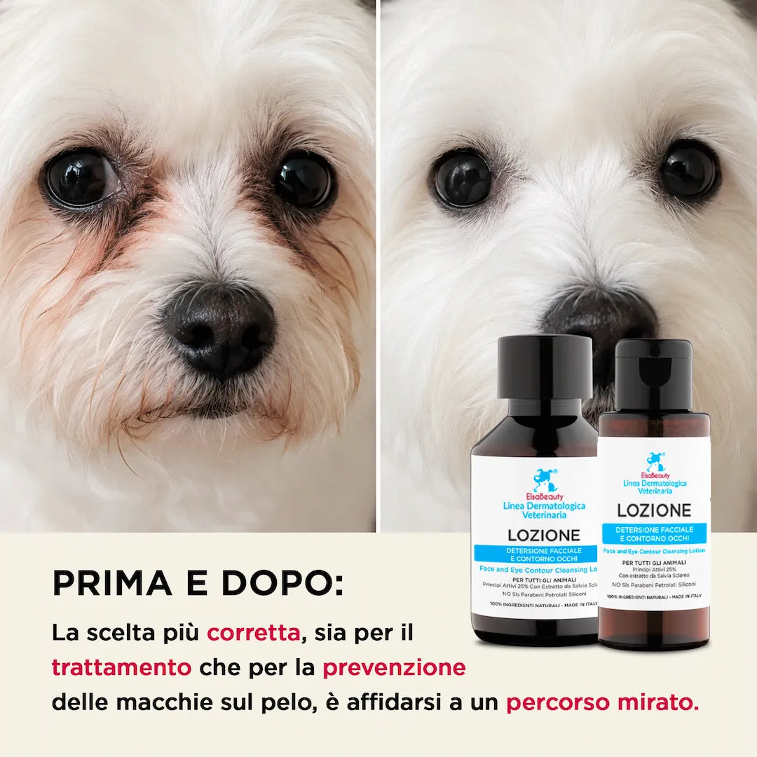 Risultati prima e dopo della lozione detergente occhi e muso per cani con lacrimazione ElsaBeauty