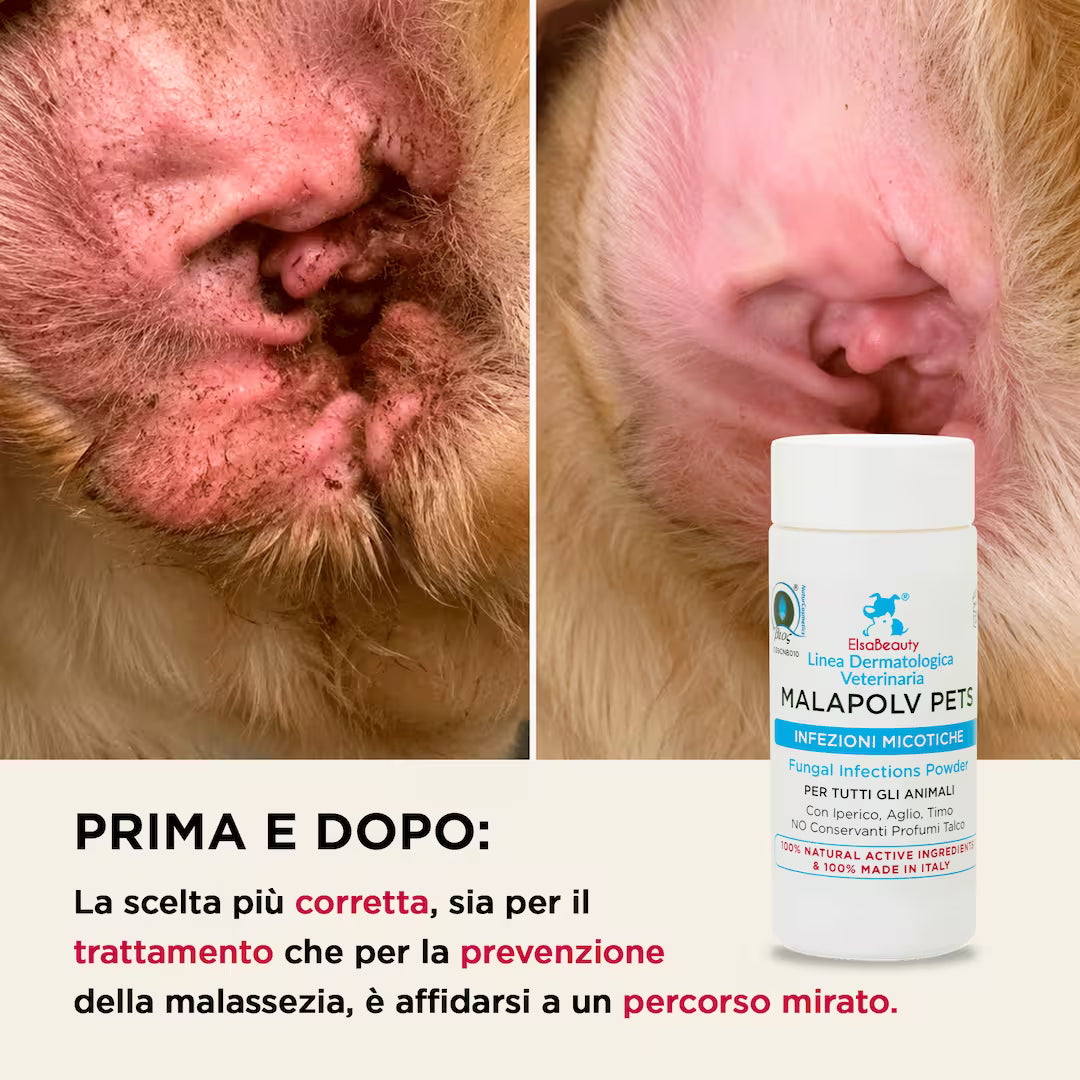 Prima e dopo utilizzo di Malapolv Pets su malassezia e infezioni fungine della pelle del cane