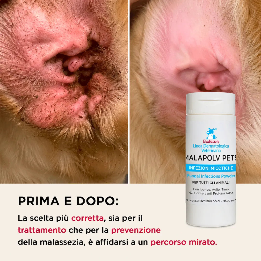 Prima e dopo utilizzo di Malapolv Pets contro malassezia e prurito nel cane ElsaBeauty