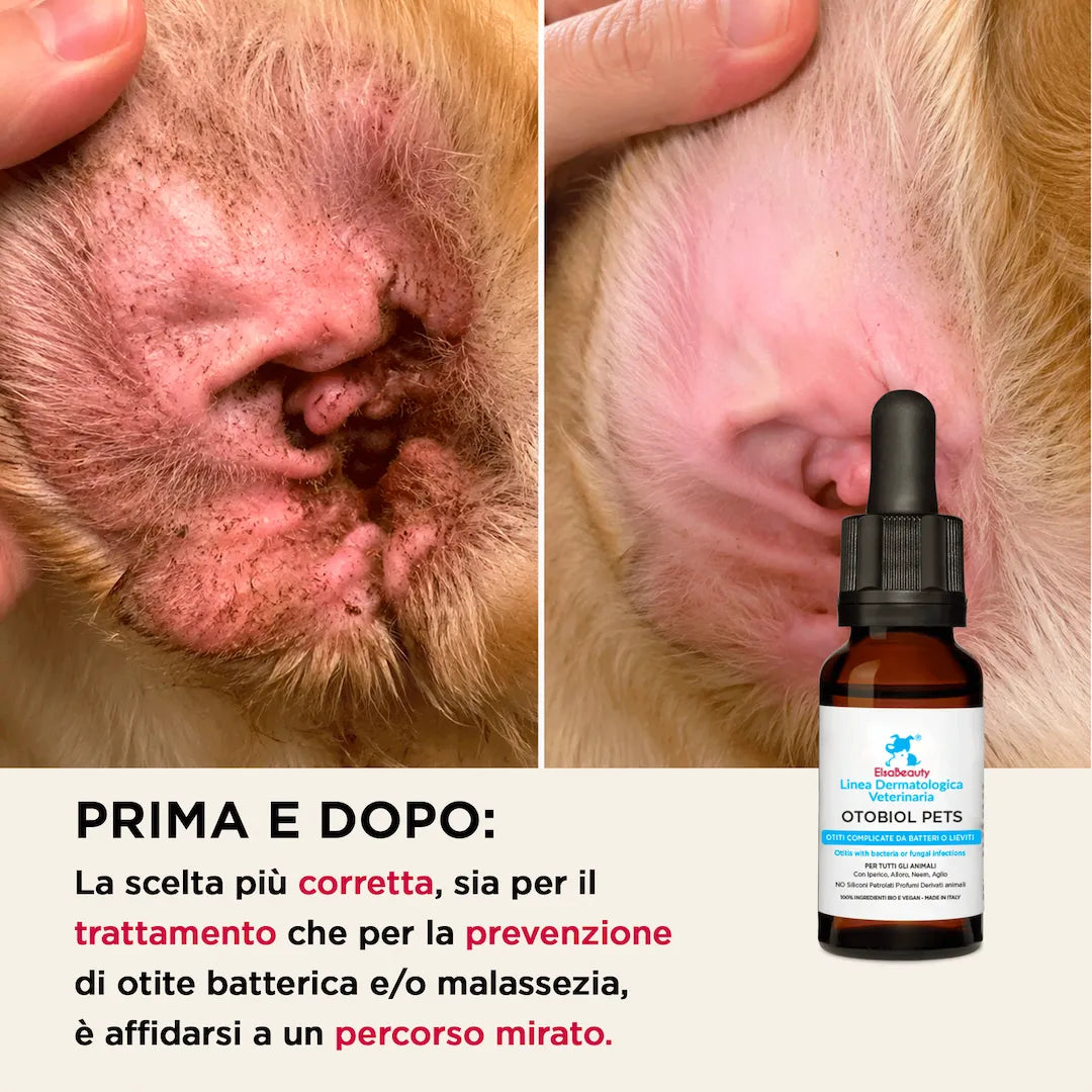 Prima e dopo trattamento otite cane con Otobiol Pets detergente auricolare ElsaBeauty