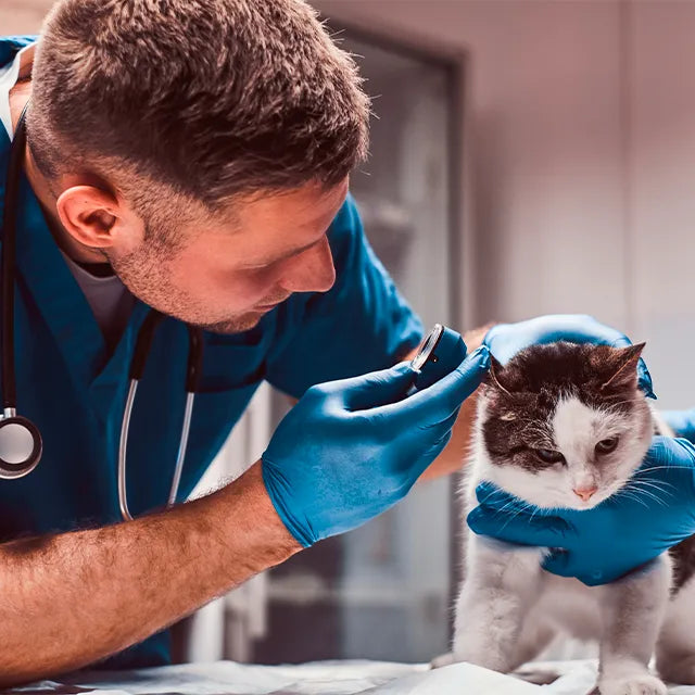 collaborazione professionisti veterinari e partner per prodotti dermatologici animali