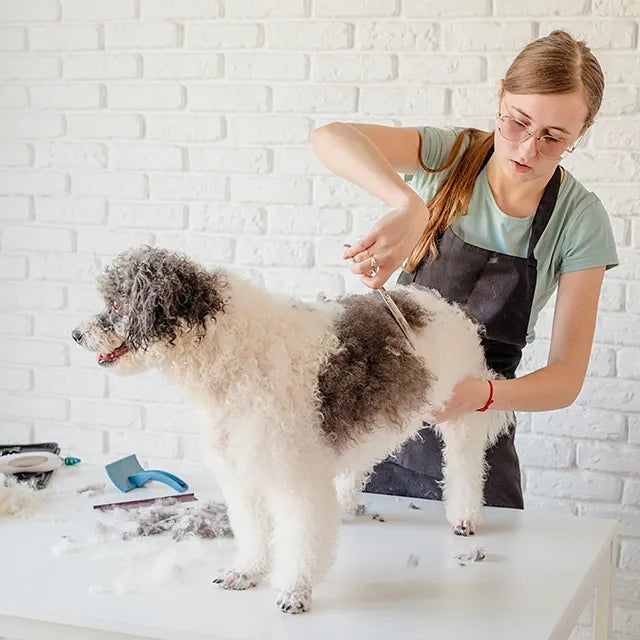 utilizzo professionale prodotti dermatologici per cane e gatto da parte di veterinari