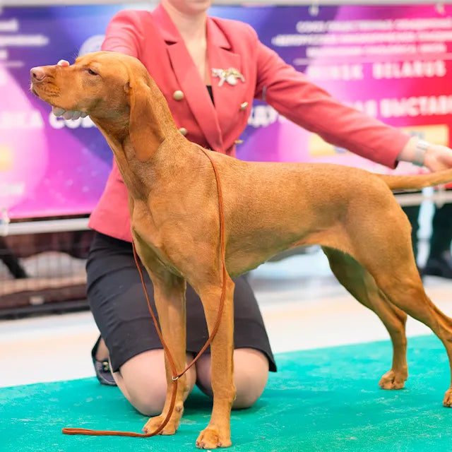 programma partner per professionisti del settore veterinario e pet care