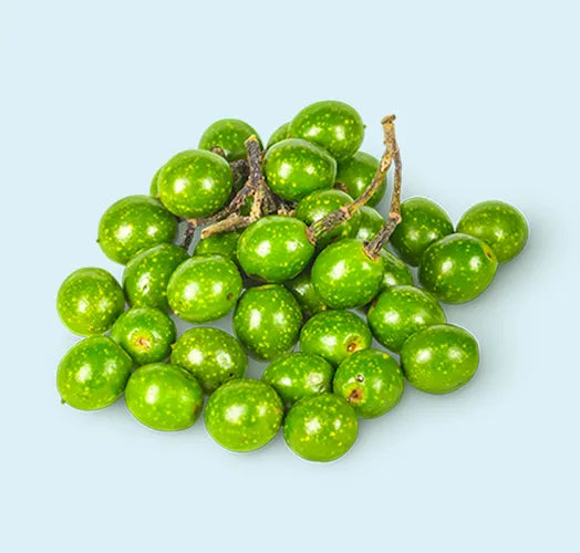 Litzea