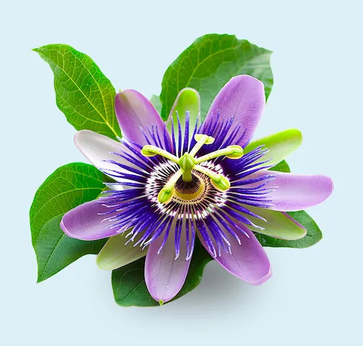 Passiflora