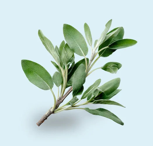 Salvia