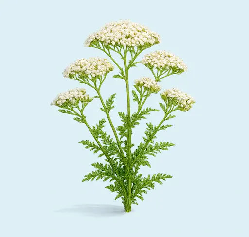 Achillea
