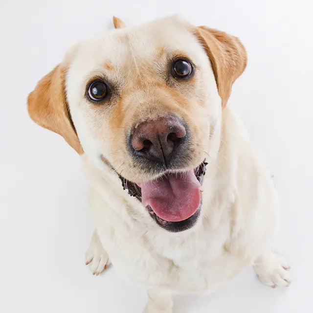 sollievo immediato per cute irritata nel cane e gatto con prodotti dermatologici professionali